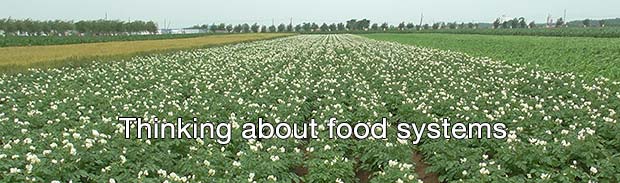 Potato field